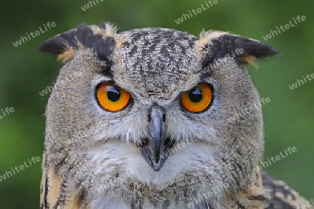 europ?ischer Uhu, Bubo bubo, Portrait