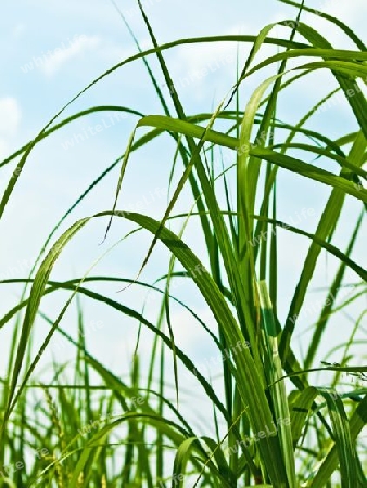 The renewable resource switchgrass for 
heating and production of diesel