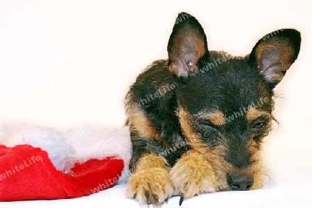 Terrier mit Weihnachtsm?tze