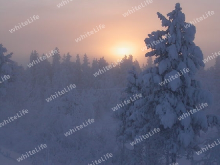 Schwedischer Winter / Sonnenaufgang