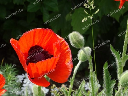 Riesenklatschmohn