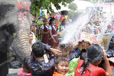 Das Songkran Fest oder Wasserfest zum Thailaendischen Neujahr ist im vollem Gange in Ayutthaya noerdlich von Bangkok in Thailand in Suedostasien.  