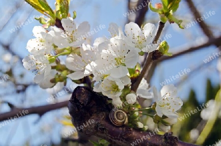 Schnecke auf bl?hendem Kirschbaum-Ast