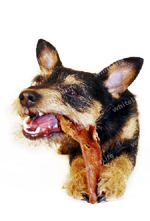 Terrier mit Schweineohr