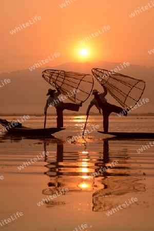 Fishermen at sunrise in the Landscape on the Inle Lake in the Shan State in the east of Myanmar in Southeastasia.