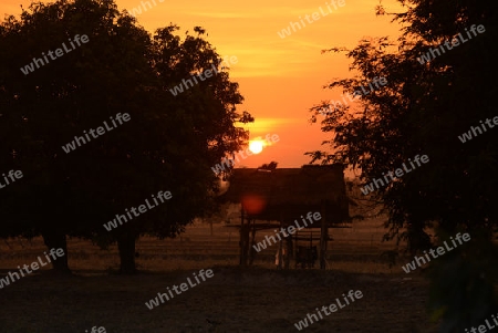 Die Landwirtschaft mit Reisfeldern im Winter bei Amnat Charoen im Isan im osten von Thailand,