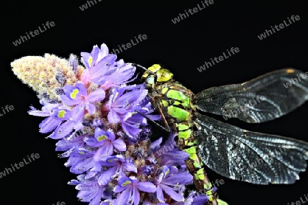 Libelle, Makrofotografie