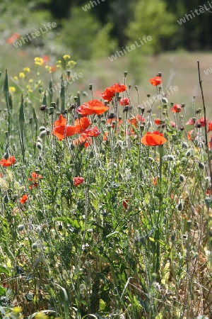 Wilder Mohn ein Geschenk der Natur