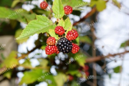 Brombeeren