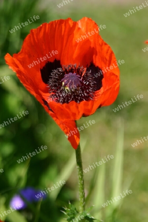 Roter Mohn