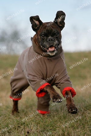 rennender Boxer mit M?ntelchen