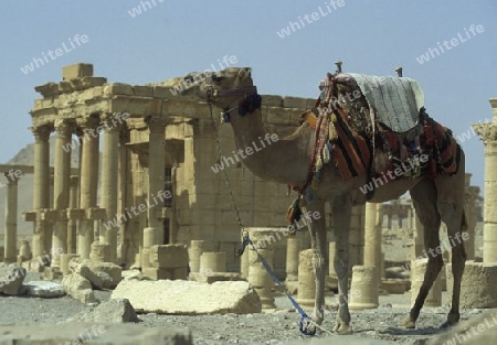 Die Ruinen von Palmyra in der Wueste Faydat in Syrien im Mittleren Osten in Arabien.