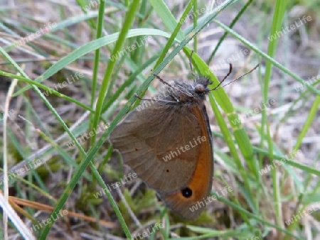 Schmetterling