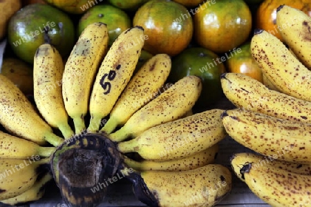 Banana Frucht auf der Insel Ko Tao im Golf von Thailand im Suedwesten von Thailand in Suedostasien.