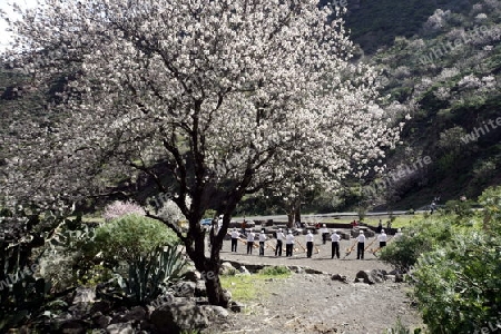 Almont Tree with springflowers in the Barranco de Guayadeque in the Aguimes valley on the Canary Island of Spain in the Atlantic ocean.