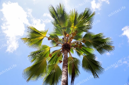 Beautiful palm trees at the beach on the tropical paradise islands Seychelles