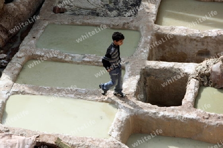 The Leather production in the old City in the historical Town of Fes in Morocco in north Africa.