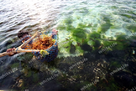 Die Ernte in der Seegrass Plantage auf der Insel Nusa Lembongan der Nachbarinsel von Bali, Indonesien.