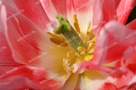 Bl?hende Tulpe