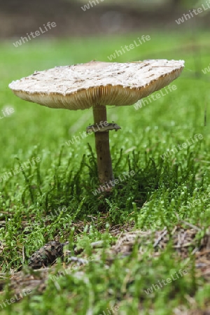 Parasolpilz(Lepiota procera) im herbstlichen Wald