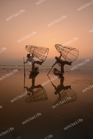 Fishermen at sunrise in the Landscape on the Inle Lake in the Shan State in the east of Myanmar in Southeastasia.