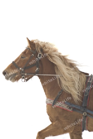 Haflinger