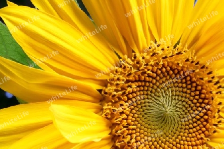 Sonnenblume