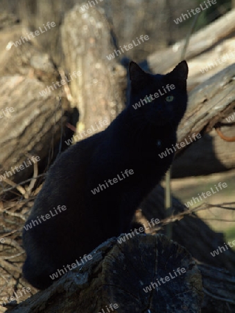 schwarze Katze sitzt elegant auf Stamm