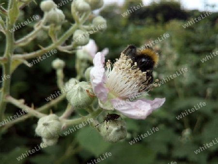 Hummel mit Gesellschaft