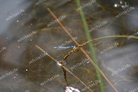 Libelle Wasserleben