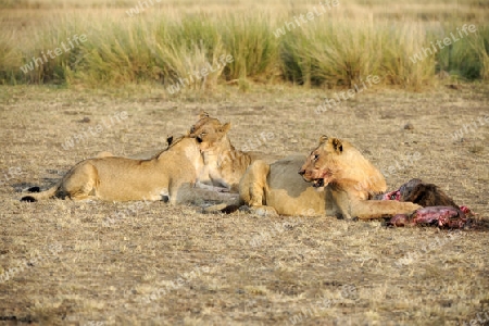 L?wen (Panthera leo), L?wenfamilie frisst erbeutetes Streifengnu, Weissbartgnu (Connochaetes taurinus), Gnu (Damaliscus lunatus), Masai Mara, Kenia, Ostafrika, Afrika