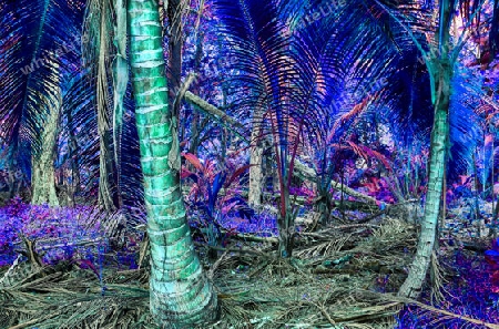 Beautiful fantasy infrared shots of palm trees on the seychelles islands