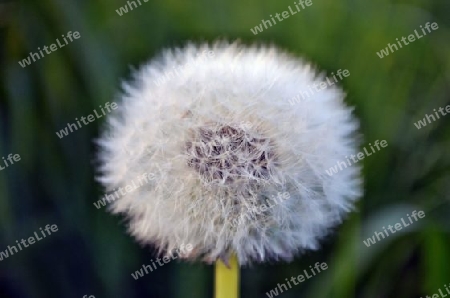 Pusteblume