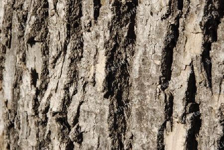 Bark