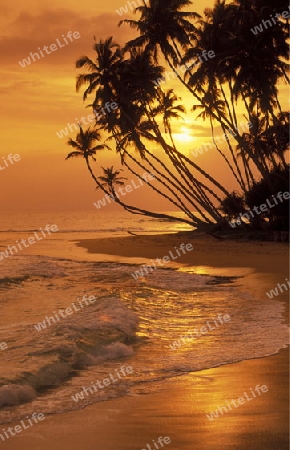 Ein Strand bei Weligama im sueden von Sri Lanka in Asien.