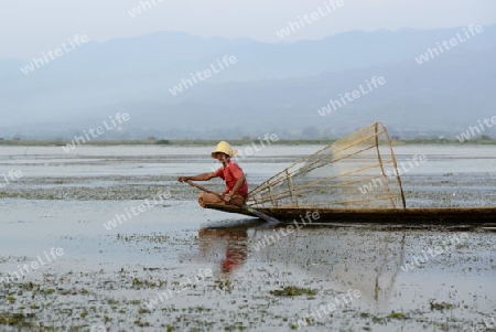 Fishermen at sunrise in the Landscape on the Inle Lake in the Shan State in the east of Myanmar in Southeastasia.