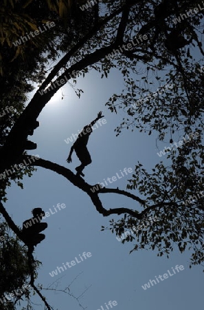 Knaben springen von einem Baum ins Wasser des Mekong River bei Luang Prabang in Zentrallaos von Laos in Suedostasien. 