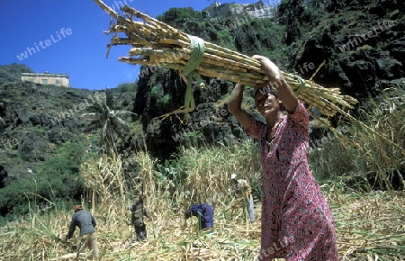 a zugar plantation in the village of Ribeira Grande on the Island of Santo Antao in Cape Berde in the Atlantic Ocean in Africa.  