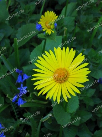 Yellow and Blue Flowers