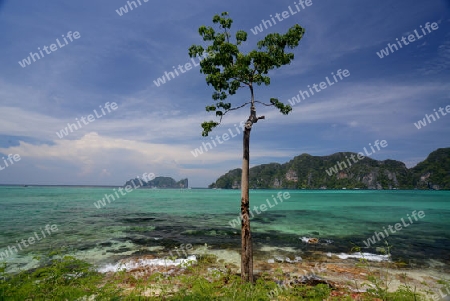 A Beach on the Island of Ko PhiPhi on Ko Phi Phi Island outside of the City of Krabi on the Andaman Sea in the south of Thailand. 