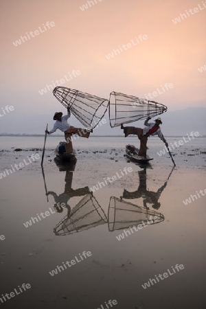 Fishermen at sunrise in the Landscape on the Inle Lake in the Shan State in the east of Myanmar in Southeastasia.