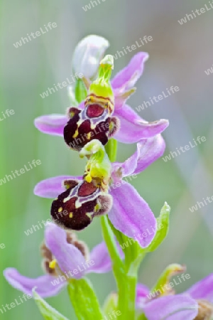 Bienenragwurz, Ophrys apifera