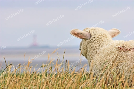 Lamm am Westerhever Leuchtturm