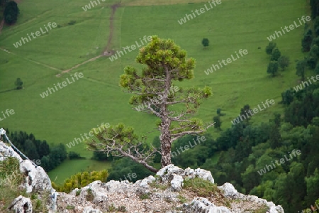 Schwarzkiefer auf Karstgestein