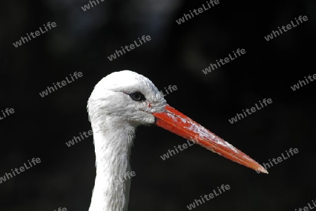 Wei?storch_2