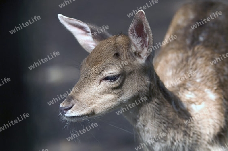 Damhirschkalb