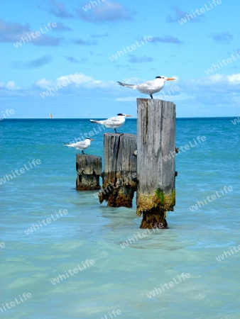 Drei M?wen auf dem Wasser-Pfahl