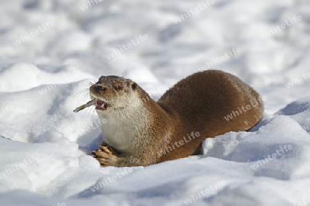 europ?ischer Fischotter ( Lutra lutra) frisst gefangenen Fisch im Schnee im Winter, Brandenburg, Deutschland, Europa