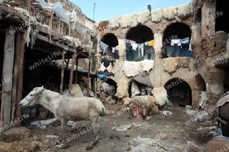 The Leather production in the old City in the historical Town of Fes in Morocco in north Africa.