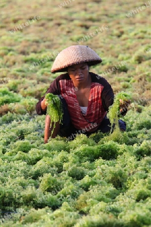 Die Ernte in der Seegrass Plantage auf der Insel Nusa Lembongan der Nachbarinsel von Bali, Indonesien.